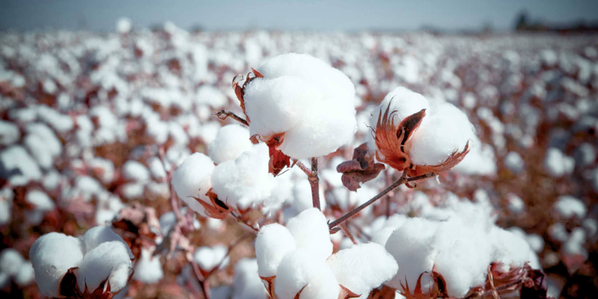 Lightweight-Baumwolle